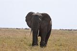 TANZANIA - Serengeti National Park - Elephant - 2